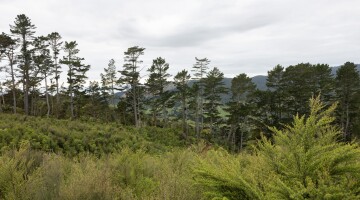 Hunua Reforestation Natural Habitats 13