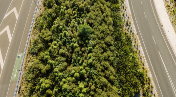 Waikato Expressway Infrastructure Planting Natural Habitats 58