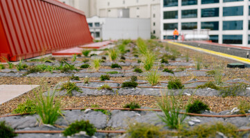 Auckland City Library Green Roof Bryan Lowe Auckland Council 13