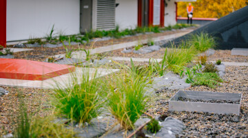 Auckland City Library Green Roof Bryan Lowe Auckland Council 1