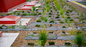 Auckland City Library Green Roof Bryan Lowe Auckland Council 2