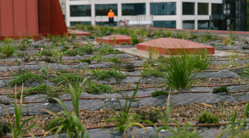Auckland City Library Green Roof Bryan Lowe Auckland Council 9