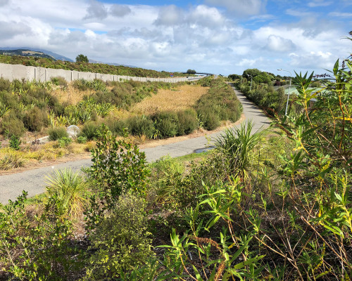 Bespoke commercial landscape in Wellington