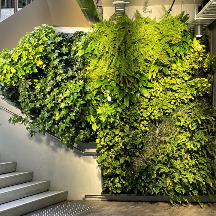 Established green wall