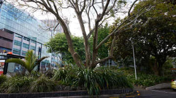 AUT Central and South Campus Garden Maintenance Natural Habitats 29