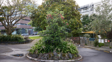 AUT Central and South Campus Garden Maintenance Natural Habitats 31