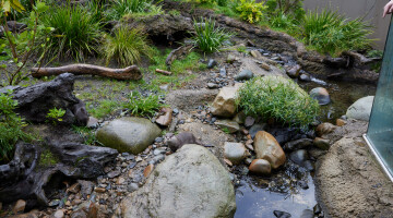 Auckland Zoo Commercial Landscaping Natural Habitats Hi Res 44