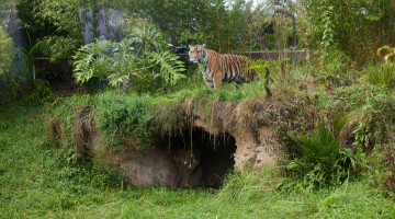 Auckland Zoo Commercial Landscaping Natural Habitats Hi Res 57