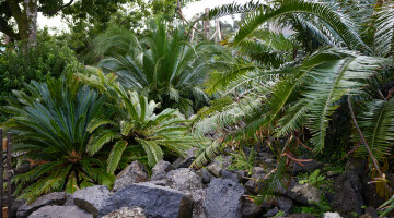 Auckland Zoo Commercial Landscaping Natural Habitats Hi Res 5