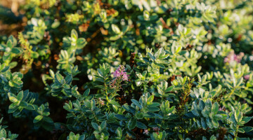 Hamilton Airport Commercial Planting Natural Habitats Lo Res 12