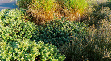 Hamilton Airport Commercial Planting Natural Habitats Lo Res 14