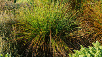 Hamilton Airport Commercial Planting Natural Habitats Lo Res 19