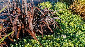 Hamilton Airport Commercial Planting Natural Habitats Lo Res 20