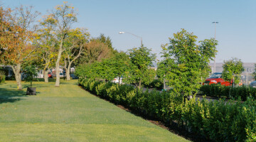 Hamilton Airport Commercial Planting Natural Habitats Lo Res 26