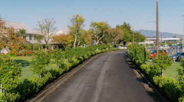 Hamilton Airport Commercial Planting Natural Habitats Lo Res 42