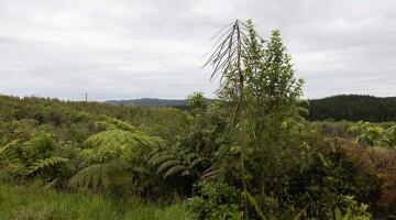 Hunua Reforestation Natural Habitats 10