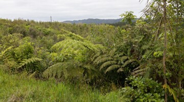 Hunua Reforestation Natural Habitats 11