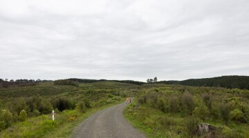 Hunua Reforestation Natural Habitats 15