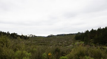 Hunua Reforestation Natural Habitats 19