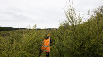 Hunua Reforestation Natural Habitats 20