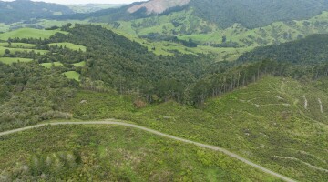 Hunua Reforestation Natural Habitats 50