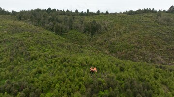 Hunua Reforestation Natural Habitats 59