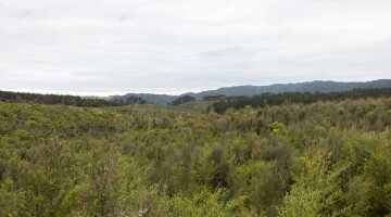 Hunua Reforestation Natural Habitats 7