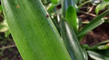 Ladybugs at BHive 7