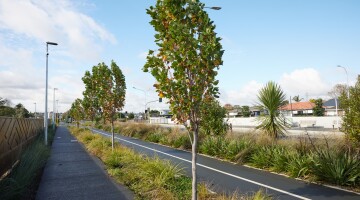 Panmure Busway Infrastructure Planting Natural Habitats 17