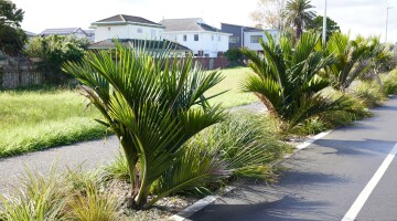 Panmure Busway Infrastructure Planting Natural Habitats 26