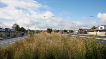 Panmure Busway Infrastructure Planting Natural Habitats 28