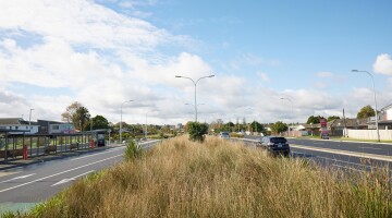 Panmure Busway Infrastructure Planting Natural Habitats 29