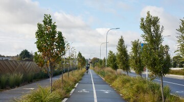 Panmure Busway Infrastructure Planting Natural Habitats 8