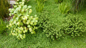 Ponsonby Pocket Garden Planting Details 1