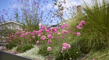 Remuera Rooftop Garden 5