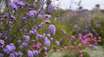 Remuera Rooftop Garden 6