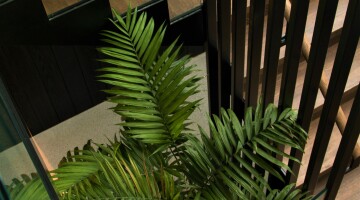 Takapuna Coastal Cocoon Residential Landscaping Natural Habitats 3