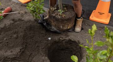 Tree Planting Natural Habitats Nadine and Tim Photography 63