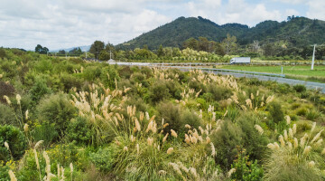 Waikato Expressway Huntly Section Infrastructure Planting Natural Habitats 11