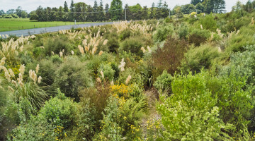 Waikato Expressway Huntly Section Infrastructure Planting Natural Habitats 16