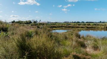 Waikato Expressway Infrastructure Planting Natural Habitats 32