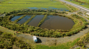 Waikato Expressway Infrastructure Planting Natural Habitats 39